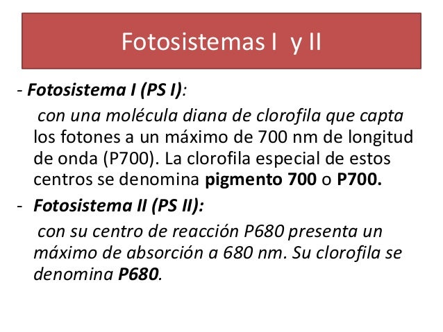Fotosistema 1 y 2 diferencias 86 Fotosistema 1 y 2 diferencias 31